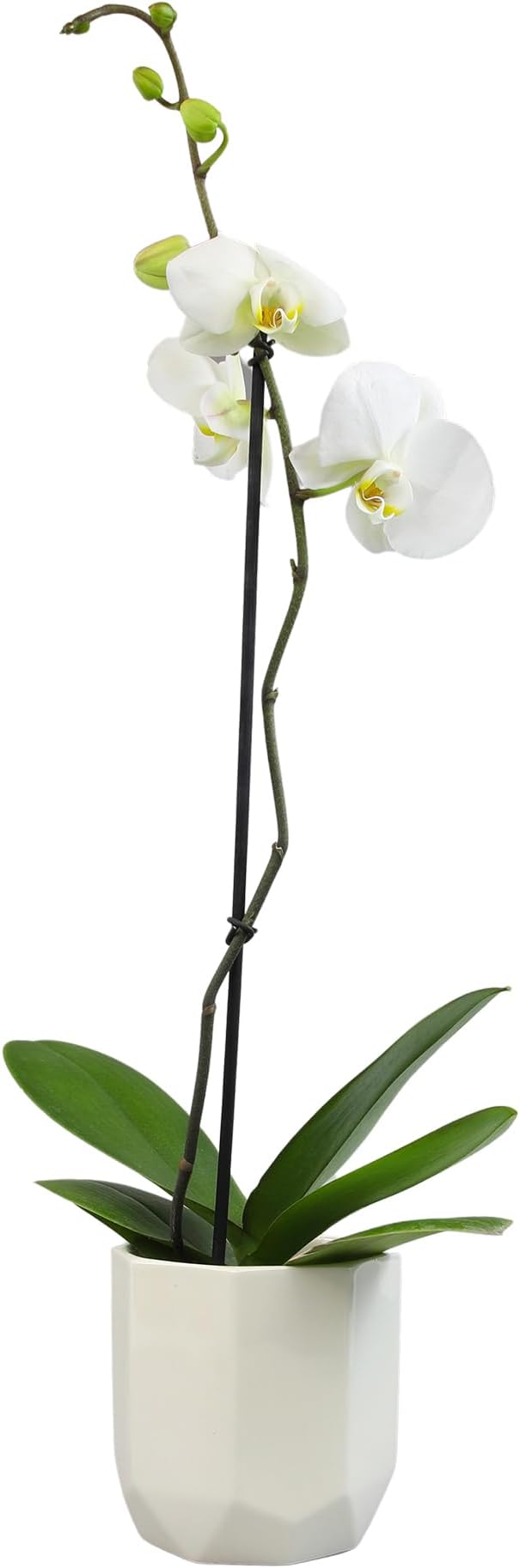 White Phalaenopsis Live Orchid Plant & White Orchid Pot, 20-24" Live Plant Gift, Fresh Orchids Plants Live House Plants, Live Plants Indoor Plants Live Houseplants Plant Lover Gift by Plants for Pets