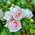 Pink Climbing Rose Live Plant, Can Grow As Rose Bushes Shrubs, Fragrant Ready to Plant, Starter Size, 5 to 10 Inc Tall, Dormant in Winter