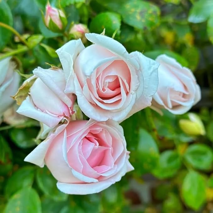 Pink Climbing Rose Live Plant, Can Grow As Rose Bushes Shrubs, Fragrant Ready to Plant, Starter Size, 5 to 10 Inc Tall, Dormant in Winter