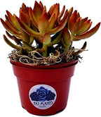 Fat Plants San Diego Succulent Plant(s) Fully Rooted in 4 inch Planter Pots with Soil - Real Live Potted Succulents/Unique Indoor Cactus Decor (1, Sedum nussbaumerianum)