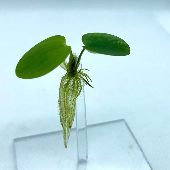 Aquarigram Floating Plant Combo Pack! (Amazon Frogbit, Red Root Floater, Dwarf Water Lettuce, Water Spangles) (Plants Only)
