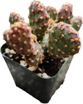 Live Cactus and Succulent Plants (2" Pot Opuntia Rufida Minima Monstrose)