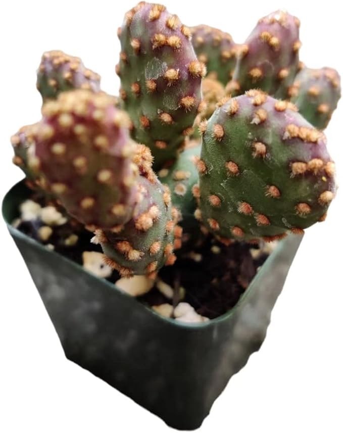 Live Cactus and Succulent Plants (2" Pot Opuntia Rufida Minima Monstrose)