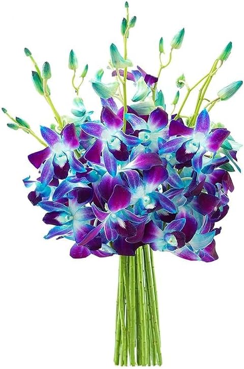 KaBloom - 20 Blue Orchid Without Vase - Fresh Flowers for Birthday, Valentine's & Mother's Day