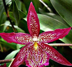 4 Live Orchid Plants to Choose (Cattleyas)