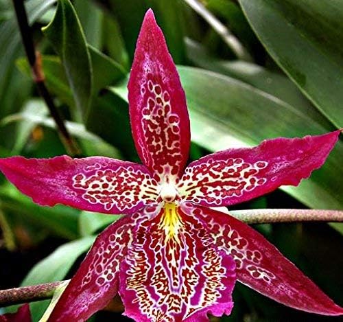 4 Live Orchid Plants to Choose (Cattleyas)