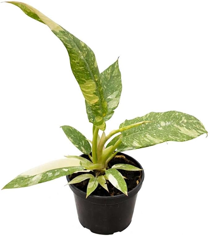 Philodendron Variegated Ring of Fire Live Plant for Indoor | Different Houseplants in 4'' & 6'' Pot | Real House Plant for Living Room, Office, Desk & Bathroom | Henderson’s Pride