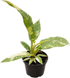 Philodendron Variegated Ring of Fire Live Plant for Indoor | Different Houseplants in 4'' & 6'' Pot | Real House Plant for Living Room, Office, Desk & Bathroom | Henderson’s Pride