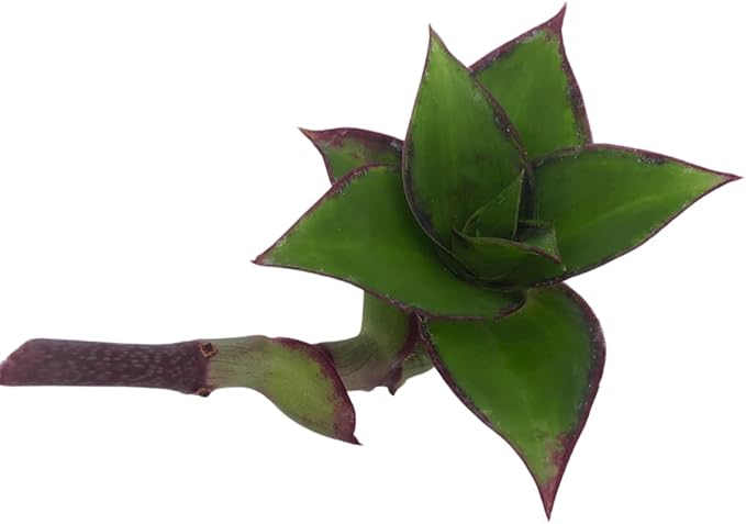 Live Organic Golden Tendril Basket Plant (Callisia fragrans) One Cutting or Pup - Perfect for Hanging Baskets - Easy to Grow