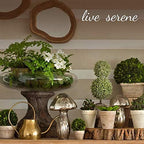 Serene Spaces Living Set of 12 Small Mango Wood Cachepot, Natural Wooden Pot for Faux Flowers & Plants, Potted Indoor Plants, Home, Office, Restaurant Decor, Measures 4.75" Diameter & 4.5" Tall