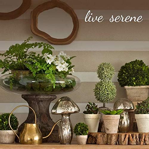 Serene Spaces Living Set of 6 Medium Mango Wood Cachepot, Natural Wooden Pot for Faux Flowers & Plants, Potted Indoor Plants, Home, Office, Restaurant Decor, Measures 6.5" Diameter & 6" Tall