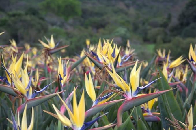Yellow Bird of Paradise | 3 Live Plants | Mandela's Gold | Strelitzia Reginae | Beautiful Rare Foliage Specimen