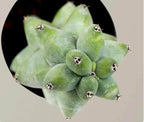 Live Bare Root Boobie Cactus 5~6 inches Tall (Myrtillocactus geometrizans ‘Fukurokuryuzinboku’) – Rare Collector Plant