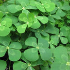 Chalily European Four Leaf Water Clover, a Great Live Pond Plant for Your Water Garden. Filters The koi and Goldfish Pond. Good for Bogs, Plant Shelf or Shallow Water
