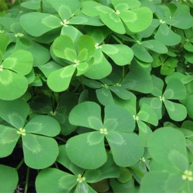 Chalily European Four Leaf Water Clover, a Great Live Pond Plant for Your Water Garden. Filters The koi and Goldfish Pond. Good for Bogs, Plant Shelf or Shallow Water