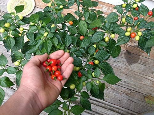 Wiri Wiri Pepper Plants, Rare Caribbean Chili, Fruity and Spicy, Indoor and Outdoor Growing, 2 Live Starter Plants