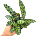 Rattlesnake Calathea Plant in 2" Pot - Live Rattlesnake Plant - Pet Safe Air Purifying Indoor Outdoor House Plants Flowers for Home Office Wedding Decor & Birthday Gift (Small)(Heat Pack Included)
