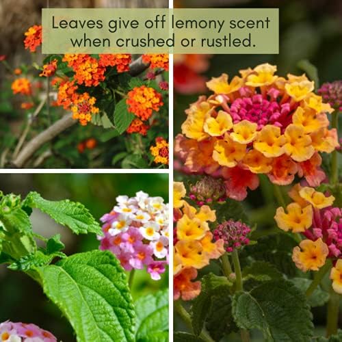 Clovers Garden Lantana Camara Flowers – Two (2) Live Plants Non-GMO Each Plant 4" to 8" Tall – in 4" Inch Pots - Natural Mosquito Garden - Attract Hummingbirds & Butterflies, Assorted Colors