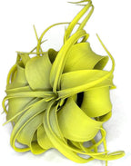 XL Xerographica Colored Air Plant, Live Tillandsia House Plant, Easy Care Indoor Outdoor, Great Gift, Healthy Arrival Guaranteed (Yellow)