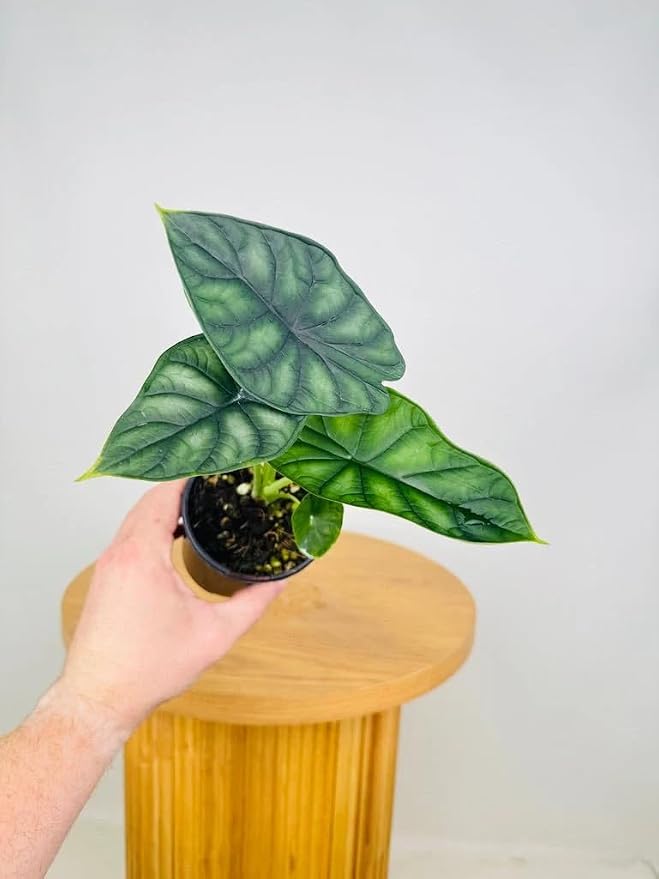 Alocasia Dragon Scale (Alocasia baginda) 5-9" Live Plant - Rare Jewel Alocasia with Highly Textured Foliage - Compact Indoor Houseplant - Collectors Favorite