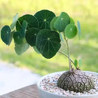 Stephania Cephalantha Live Plant, 2-2.5" Caudex with Sprouts, Rare Hardy Caudex Succulent Houseplant for Indoor Growing and Home Décor