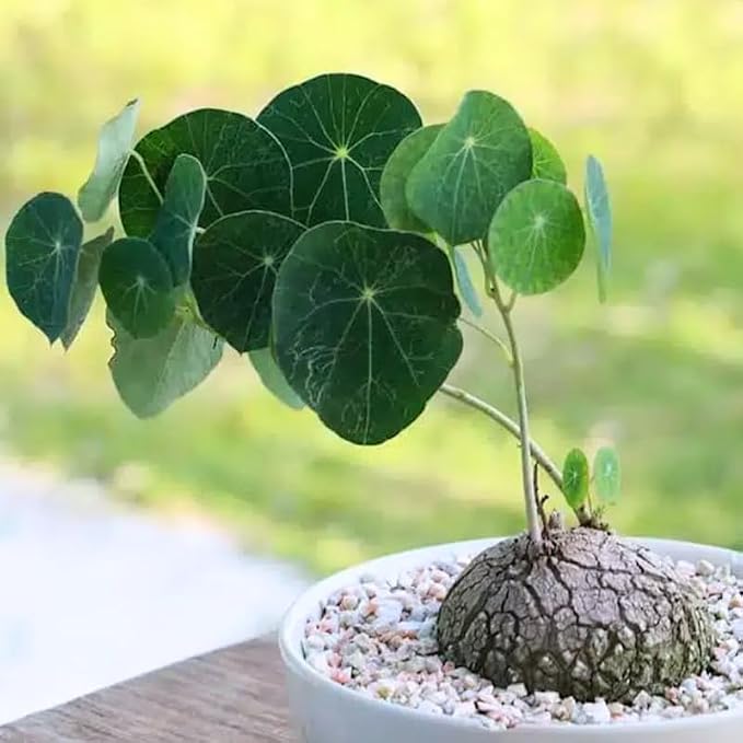 Stephania Cephalantha Live Plant, 2-2.5" Caudex with Sprouts, Rare Hardy Caudex Succulent Houseplant for Indoor Growing and Home Décor