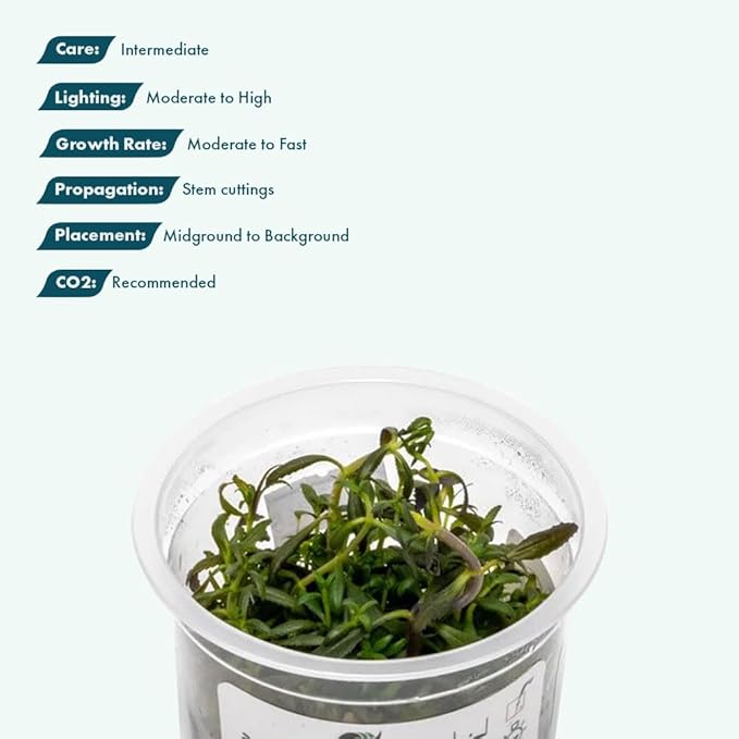 SubstrateSource Live Plant - Limnophila Aromatica Tissue Culture Aquatic Live Aquarium Plant - 100% Snail Free in Vitro Cup (Limnophila Aromatica)