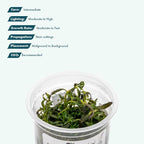SubstrateSource Live Plant - Limnophila Aromatica Tissue Culture Aquatic Live Aquarium Plant - 100% Snail Free in Vitro Cup (Limnophila Aromatica)