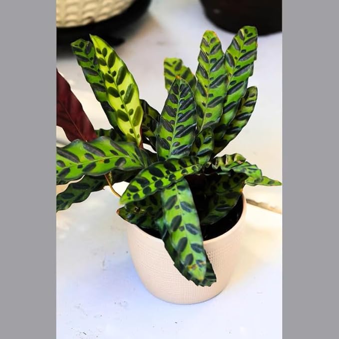 PLANTVERS Live Calathea Plant – Low-Maintenance Indoor Houseplant | Low-Light & Easy-Care Pet-Friendly Plant | Air-Purifying Tropical Houseplant (Calathea Lancifolia, 6" Nursery Pot)