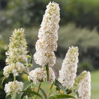 White Butterfly Bush Live Shrub Plant Shrub, Buddleia Bush Well Rooted, 5 to 10 Inc Tall