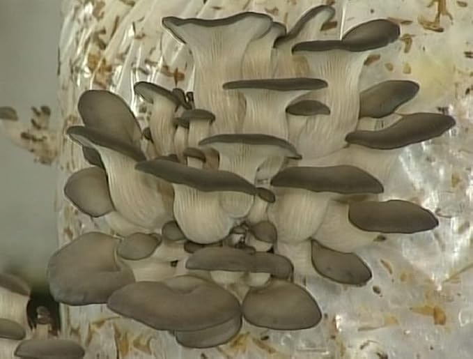 Oyster Mushrooms Spores Non GMO Heirloom 100 Seeds