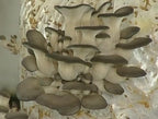 Oyster Mushrooms Spores Non GMO Heirloom 100 Seeds