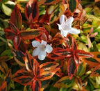 Kaleidoscope Abelia - 3 Gal - Evergreen Shrub - Variegated Foliage - Fragrant White Flowers - Spring to Fall - Zones 6-9 - Abelia x grandiflora ‘Kaleidoscope’ - 3 Gallon Pot