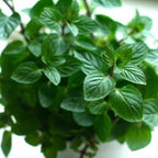 Chocolate Mint Plants Live, Mint Plants for Inside and Home Décor, 3-Inch Potted Fresh Herb for Kitchen Gardens and Indoor Growing