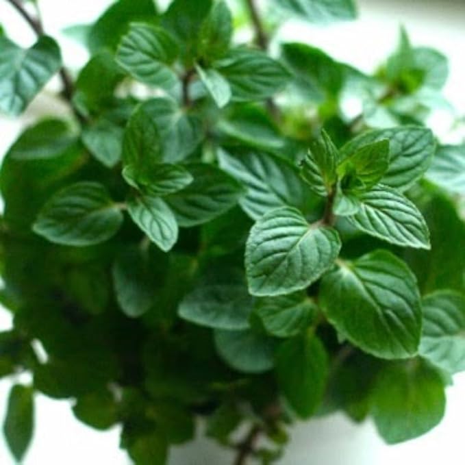 Chocolate Mint Plants Live, Mint Plants for Inside and Home Décor, 3-Inch Potted Fresh Herb for Kitchen Gardens and Indoor Growing
