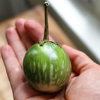 Golden Mountain Thai Light Green Round Medium Eggplant Seeds