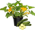 2 Green Zucchini Plants Live for Planting, Squash Plants Live for Planting, 4 to 6 Inches Tall