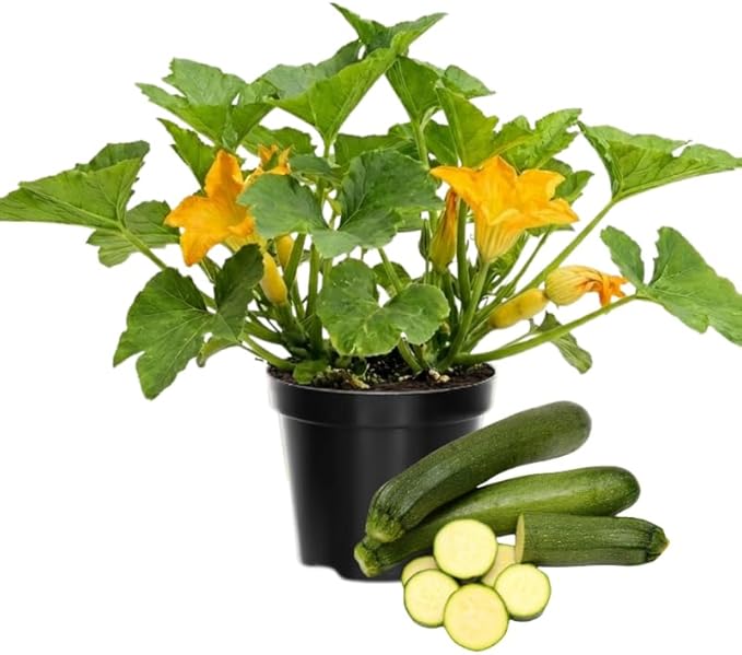2 Green Zucchini Plants Live for Planting, Squash Plants Live for Planting, 4 to 6 Inches Tall