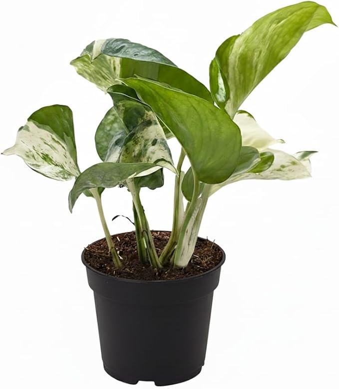 Pothos Manjula (4" Grower Pot) - Low Light and Healthy Houseplant - Easy to Care Indoor Plants - Live Healthy Houseplant for Home Office Decoration