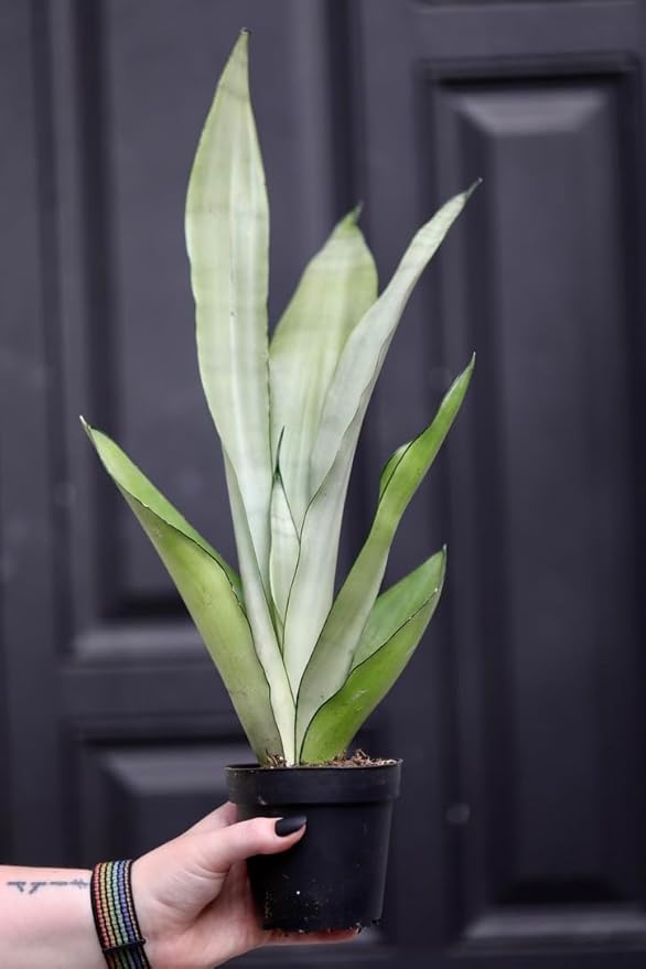 PLANTVERS Sansevieria Masoniana in a 3" Nursery Pot | 1 Plant Moonshine Snake Plant | Air Purifying | Low Light Houseplants | Cat Safe Plant
