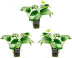 SubstrateSource Anubias Live Aquarium Plants - Potted Freshwater Plant for Fish Tanks, Terrariums - Beginner Friendly Low Light (Barteri Wrinkle Leaf, 3 Pots)