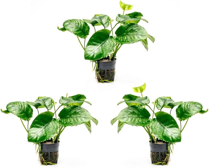 SubstrateSource Anubias Live Aquarium Plants - Potted Freshwater Plant for Fish Tanks, Terrariums - Beginner Friendly Low Light (Barteri Wrinkle Leaf, 3 Pots)