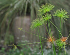Dwarf Egyptian Papyrus - Cyperus isocladus - Non-Invasive - Indoor | Outdoor - Water Garden Bog - Live Plant - Green Texture - Emerald's - Starter Size - 4 Inch Pot