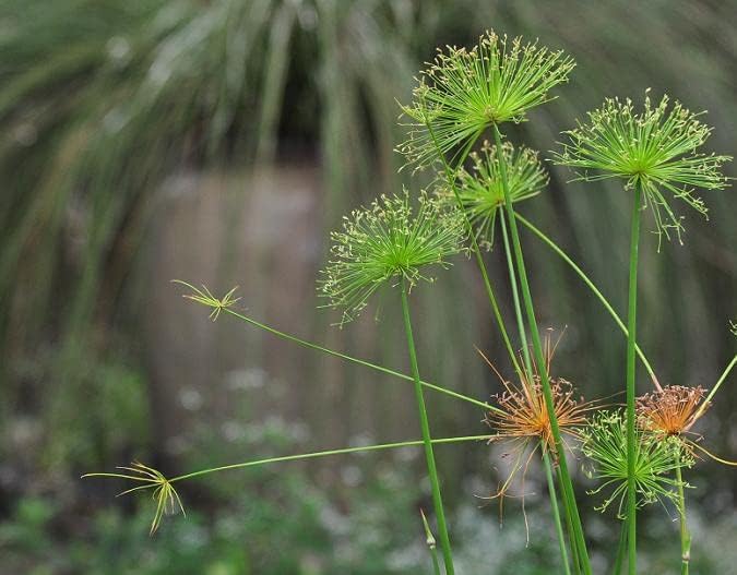 Dwarf Egyptian Papyrus - Cyperus isocladus - Non-Invasive - Indoor | Outdoor - Water Garden Bog - Live Plant - Green Texture - Emerald's - Starter Size - 4 Inch Pot