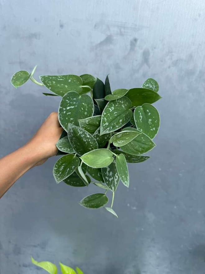PLANTVERS Silver Pothos in 4" Grow Pot – Scindapsus Pictus – Live Trailing Indoor Houseplant – Easy Care Air Purifying Plant – Low Maintenance Tropical Plant for Home or Office