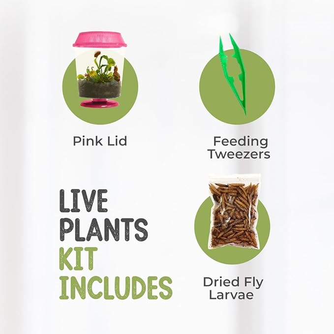Venus Fly Trap Live Plant with 4.5" Pink Terrarium + Carnivorous Plants Food Bundle with Feeding Tweezers - Carnivorous Plant Soil and Live Venus Flytrap
