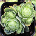 Mountain Rose Succulent Greenovia Dodrentalis Live Plant in 2-Inch Pot | Unique Rose-Shaped Crassulaceae for Indoor Home and Office Decor