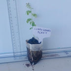 Curry Leaf Plant. Live Plant. Fragrant, Beautiful, Edible. Easy Grow. Indian Cooking Must Have. Murraya Koenigii. (1 Cup)