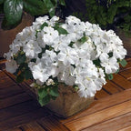 RedCrocus Impatiens Xtreme White – Vibrant White Flowering Annual, Perfect for Shade Gardens & Containers, Attracts Pollinators, Easy Care, Pet Safe (with Caution) 6" Pot (Pack of 5)