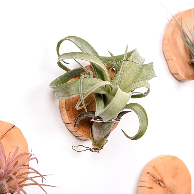 MITIME Magnetic air Plant Holder Refrigerator Sticker, Natural Wood Irregular Shape air Plant Wall Mount Holder. Refrigerator, Wall Decoration.Living Rooms, and Kitchens (Cypress Wood, 3)